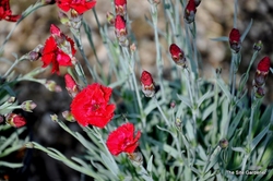 Dianthus 'Fire Star' — photo 3